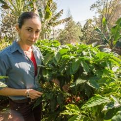 Featured Origin: Honduras - Organic Aida Escolan - (COCAFELOL)
