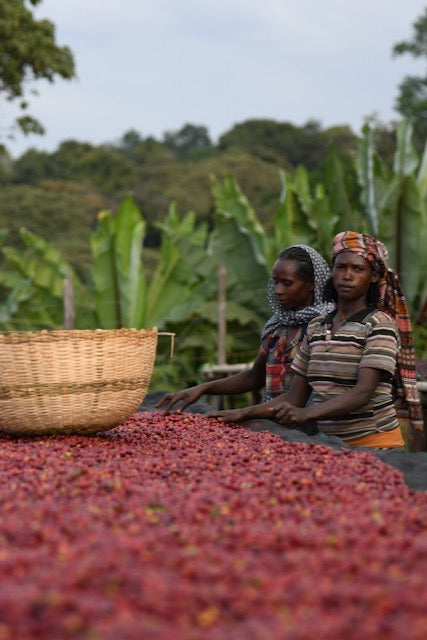 Coffee & COVID - What it has meant for Karon Farm