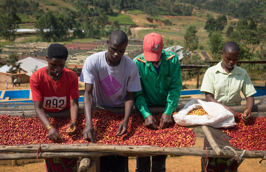 Featured Origin: Buziraguhindwa wash station in Burundi