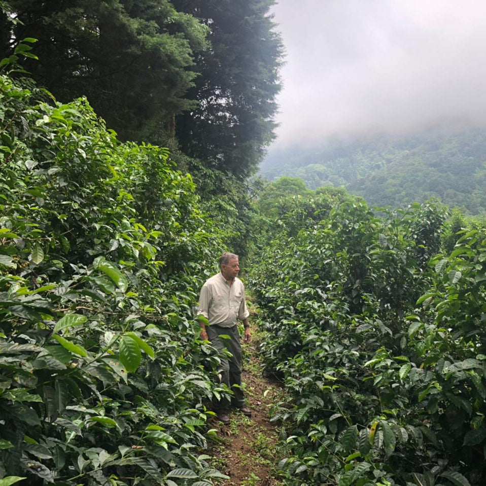 Man walking through a coffee plantation with misty mountains in the background