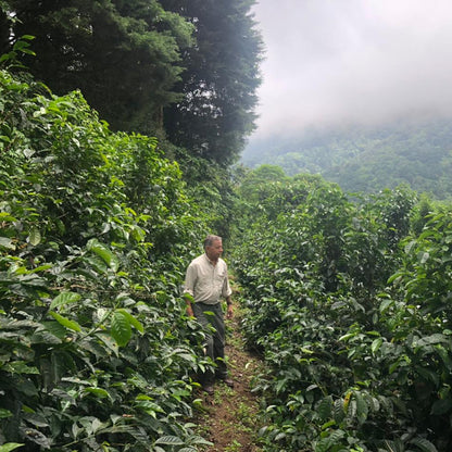 Man walking through a coffee plantation with misty mountains in the background