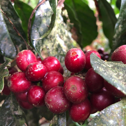 Close-up of red coffee berries on a branch with green leaves.