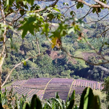 Coffee drying beds from a distance in ethiopia
