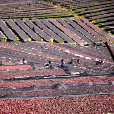 coffee cherries drying on beds in ethiopia