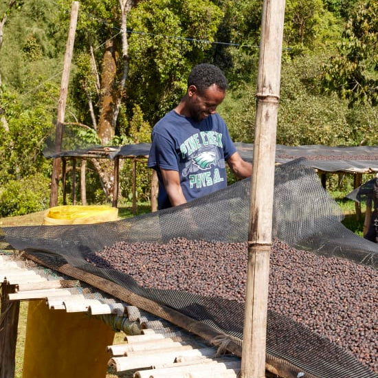 Coffee farmer turning drying beds ethiopia sidama