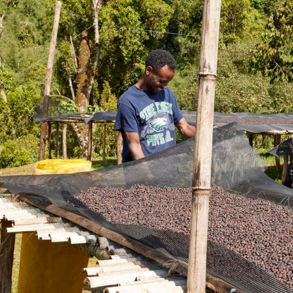 Coffee farmer turning drying beds ethiopia sidama
