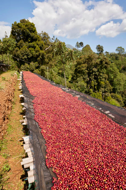 FILTER - Gara Agena - Special Prep - Washed Grade 1 Sidama