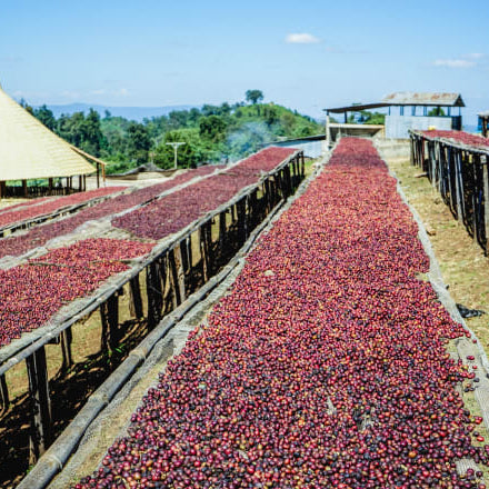 coffee cherries drying on beds ethiopia