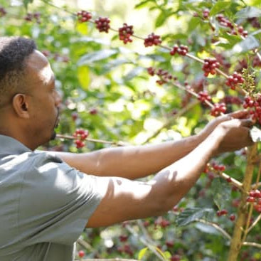 ethiopian coffee farmer picking cherries