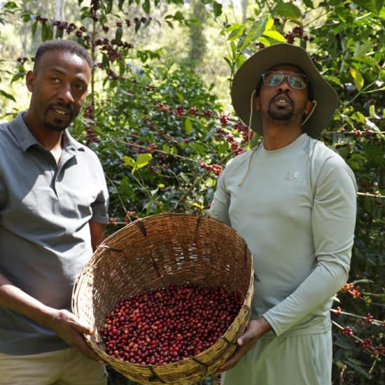 ethiopian coffee farmers with basket of cherries