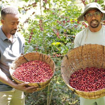 ethiopian coffee farmers with basket of ripe coffee cherries