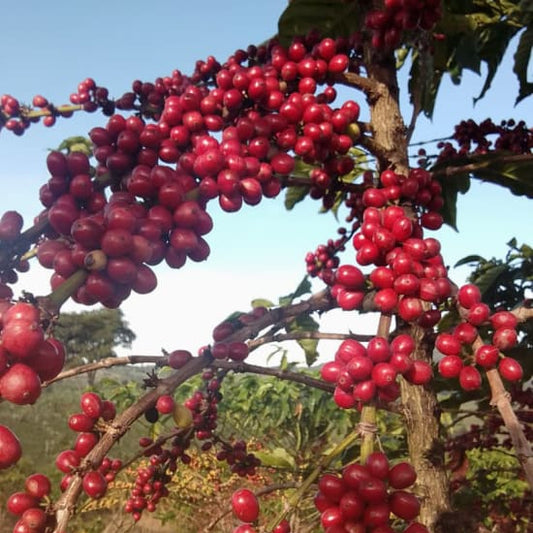 Red coffee cherries on a tree branch with a blurred natural background
