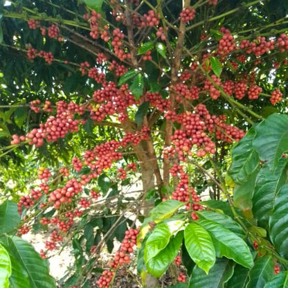 Coffee cherries on tree ripe ethiopia