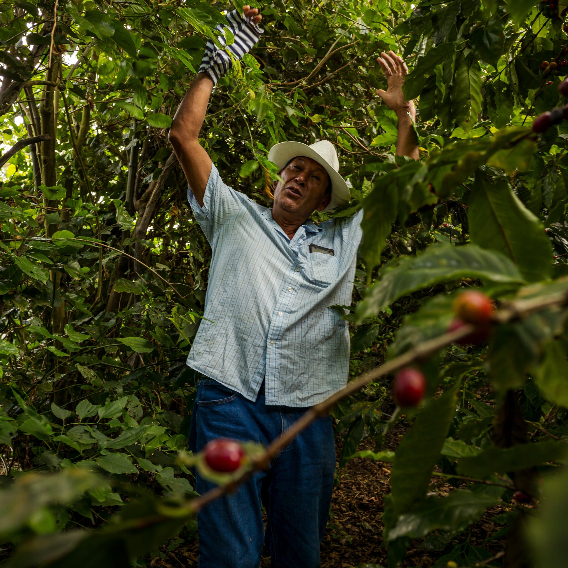 Man picking coffee beans from a coffee plant in a coffee plantation