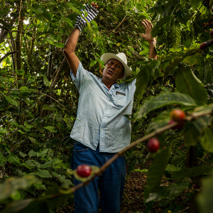 Man picking coffee beans from a coffee plant in a coffee plantation