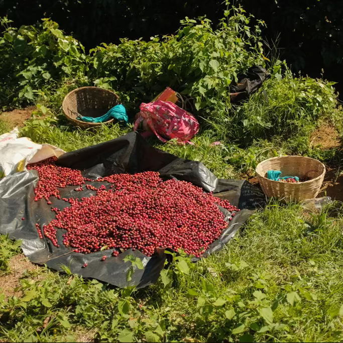 Red berries on a tarp with baskets and bags in a natural setting