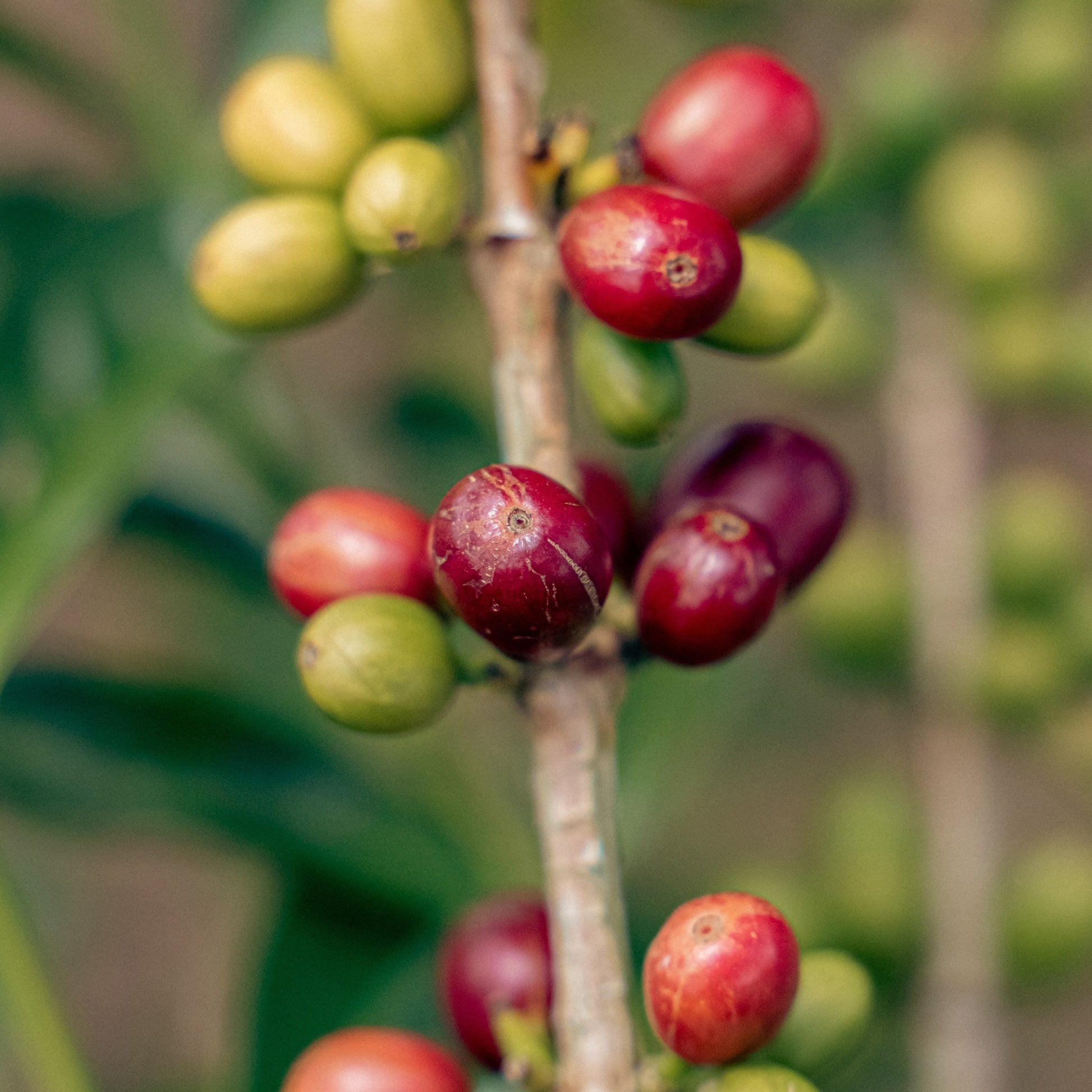Ripe red and green Castillo coffee cherries on the branch at Finca Villa Betulia, Huila, Colombia