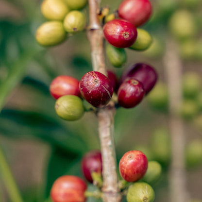 Ripe red and green Castillo coffee cherries on the branch at Finca Villa Betulia, Huila, Colombia