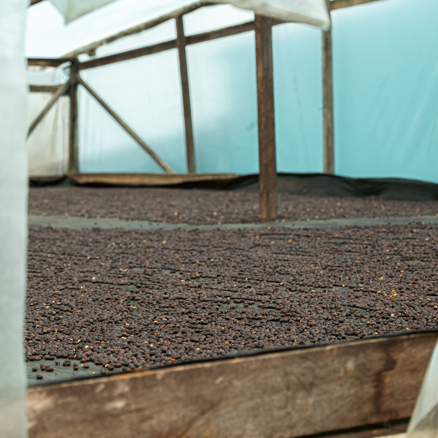 Coffee drying on raised beds in the parabolic dryer at Finca Villa Betulia