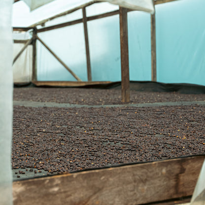 Coffee drying on raised beds in the parabolic dryer at Finca Villa Betulia