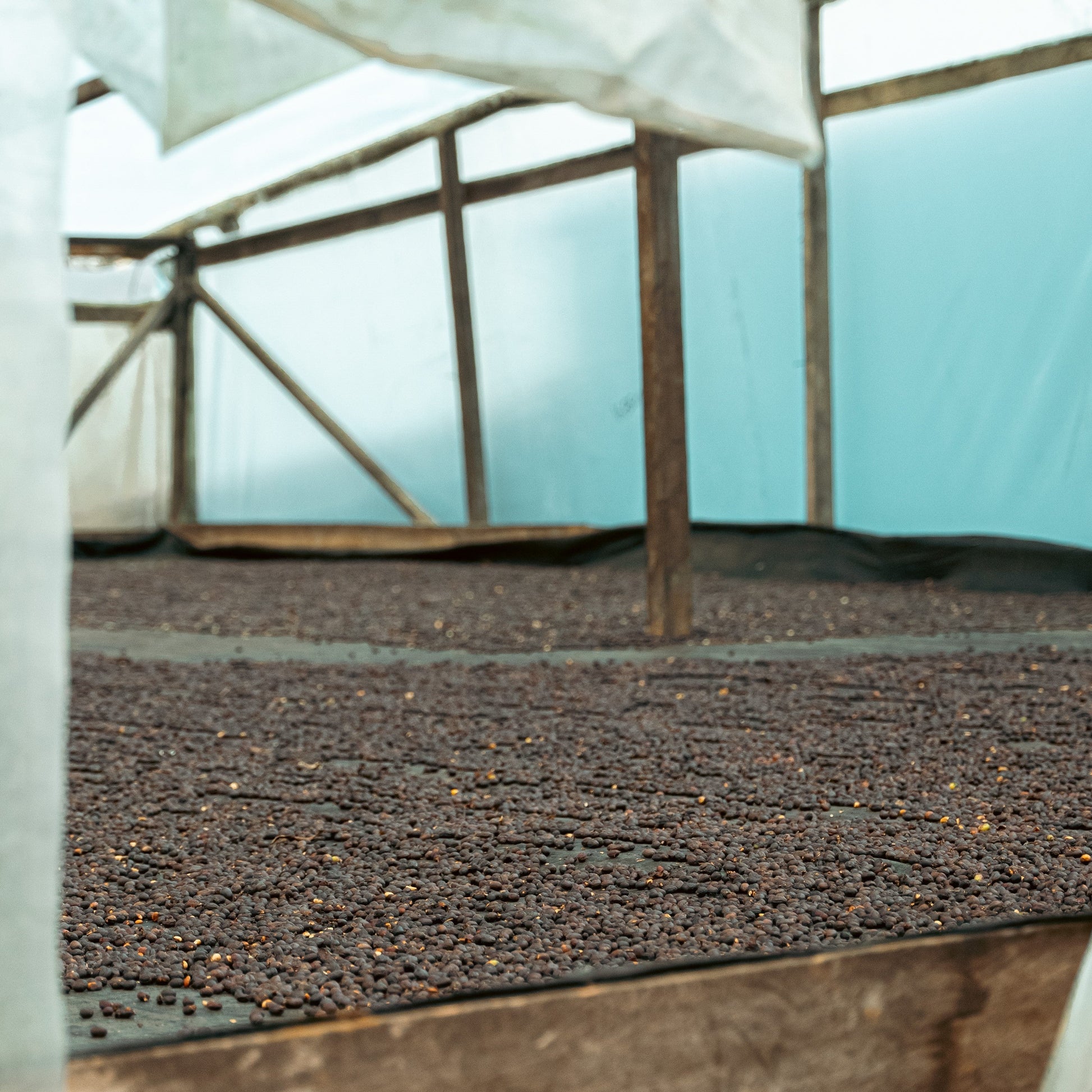 Coffee drying on raised beds in the parabolic dryer at Finca Villa Betulia