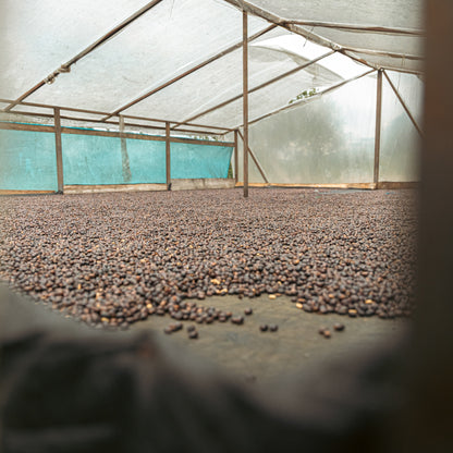 Inside the parabolic drying tunnel at Finca Villa Betulia, Huila