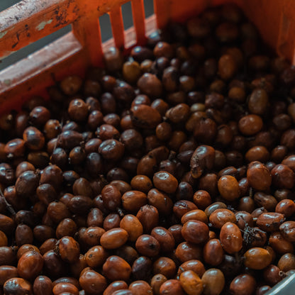 Naturally processed coffee cherries in a crate at Finca Villa Betulia
