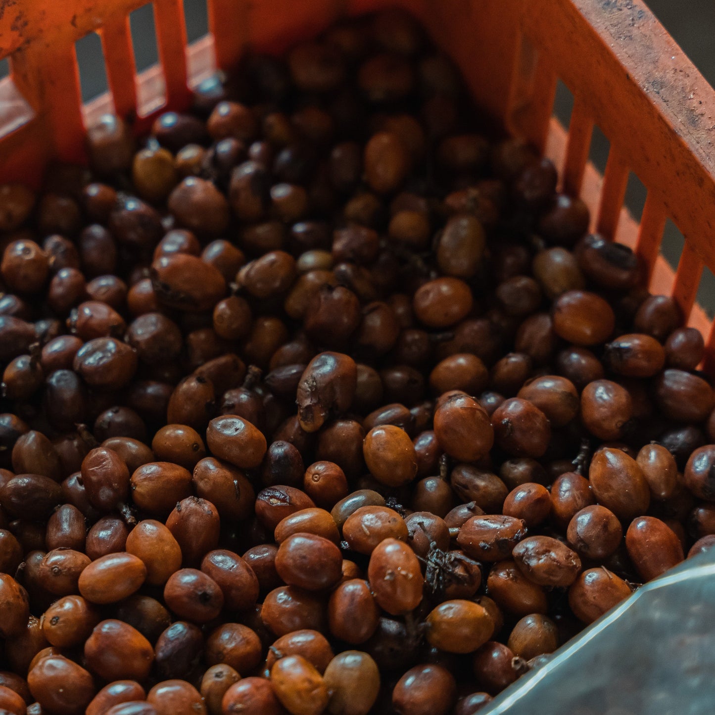 Naturally processed coffee cherries in a crate at Finca Villa Betulia