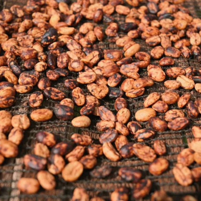 Red honey processed coffee drying on raised beds at Danche, Yirgacheffe, Ethiopia