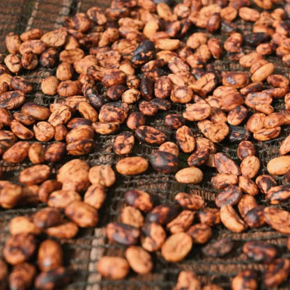 Red honey processed coffee drying on raised beds at Danche, Yirgacheffe, Ethiopia