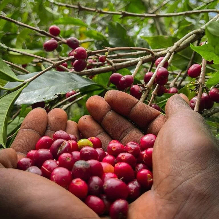 Danche Red Honey coffee, Yirgacheffe, Ethiopia