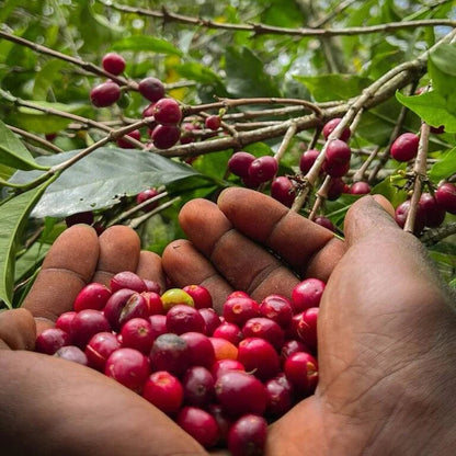 Danche Red Honey coffee, Yirgacheffe, Ethiopia