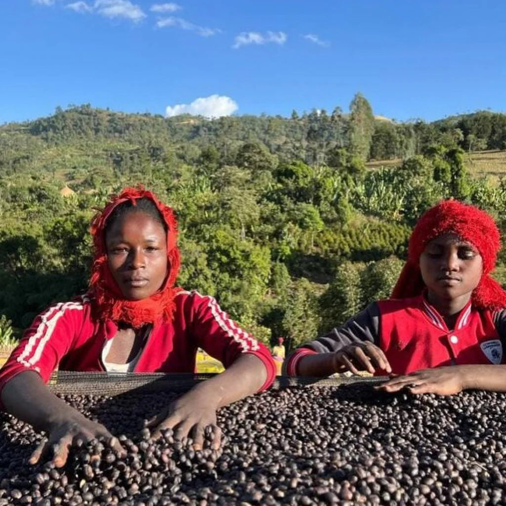 Danche Red Honey coffee processing, Yirgacheffe, Ethiopia