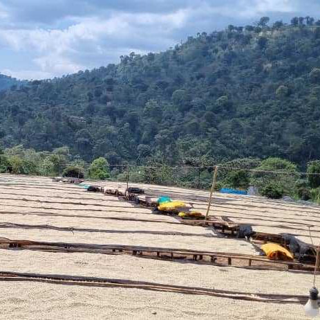 Danche washing station, Yirgacheffe, Ethiopia