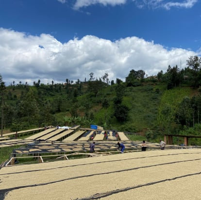 Coffee drying on raised beds at Gishamwana Island, Lake Kivu, Rwanda