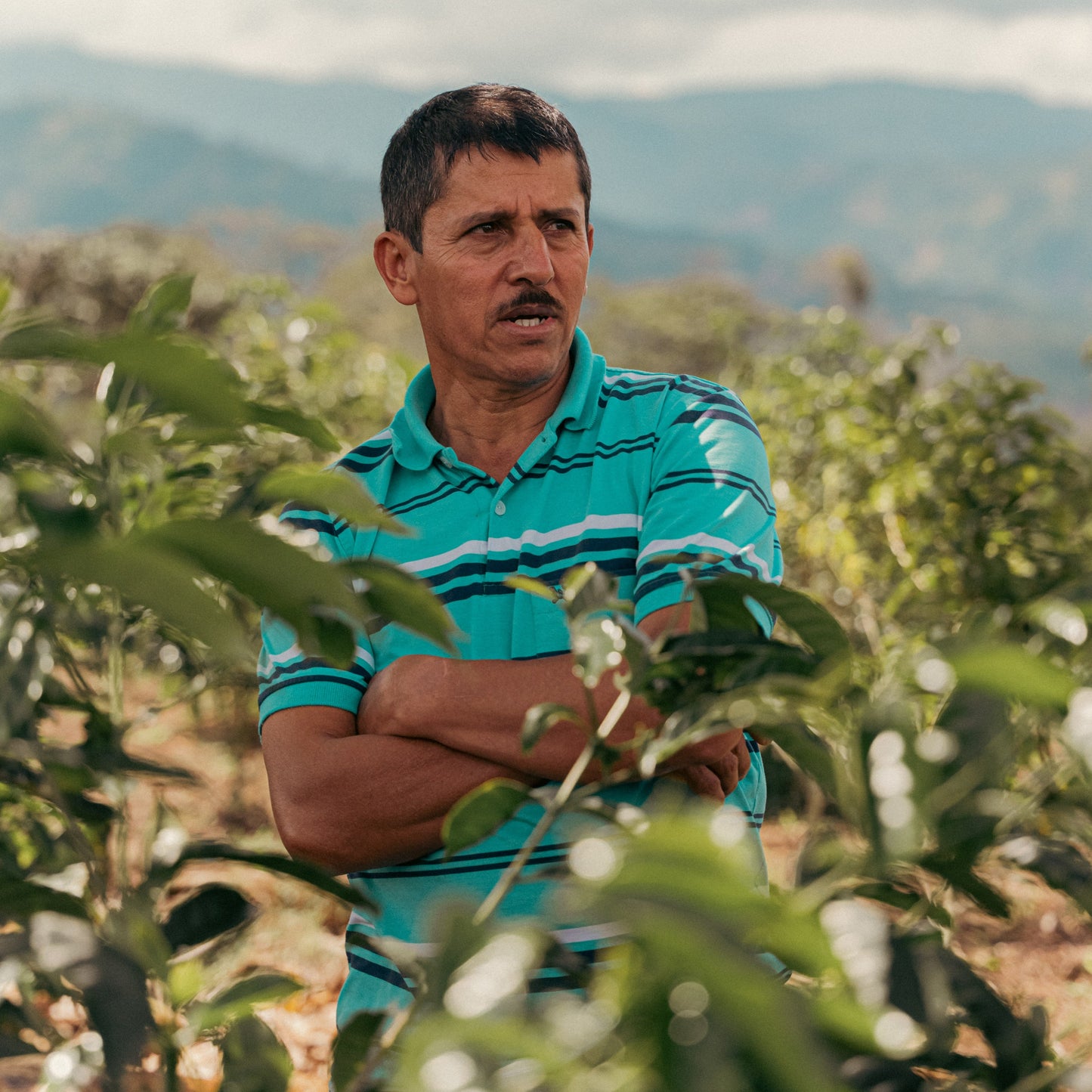 Luis Anibal Calderon standing among his coffee trees at Finca Villa Betulia, Acevedo, Huila