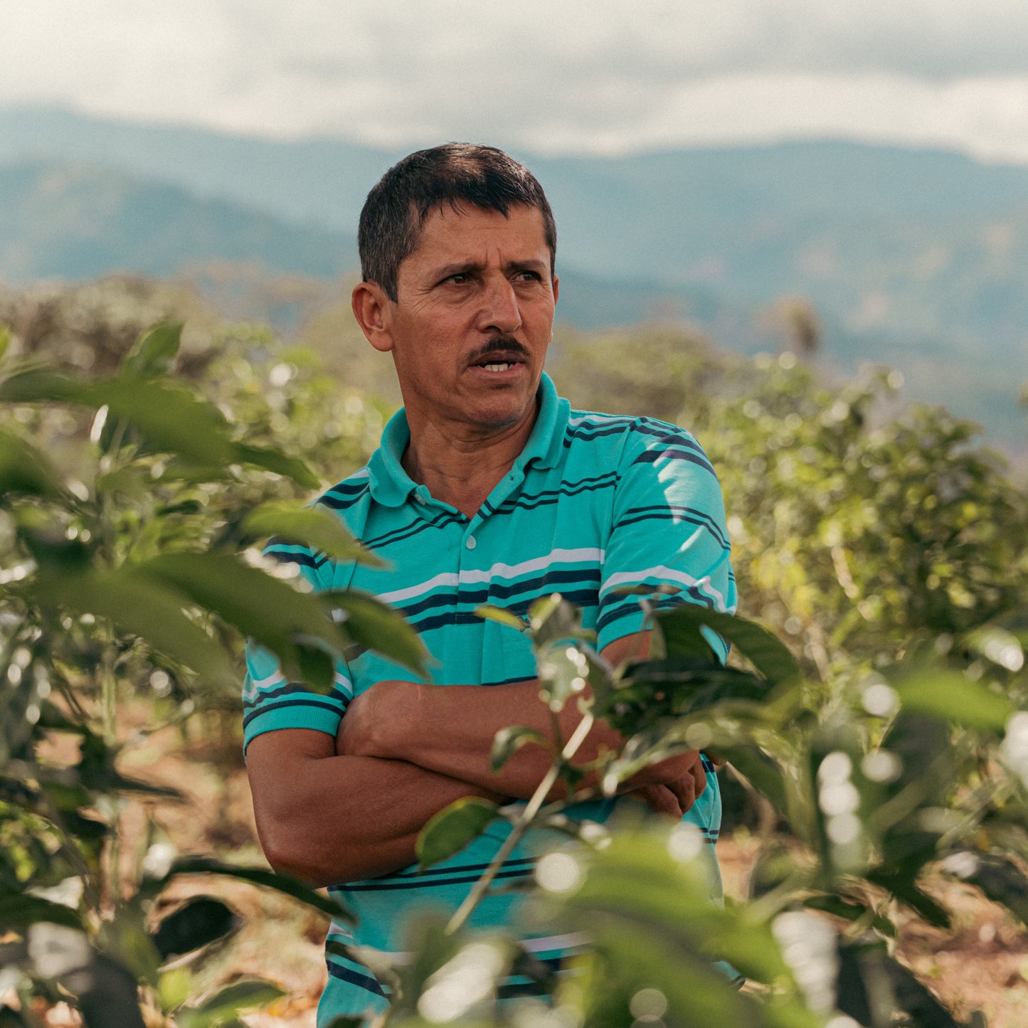 Luis Anibal Calderon standing among his coffee trees at Finca Villa Betulia, Acevedo, Huila