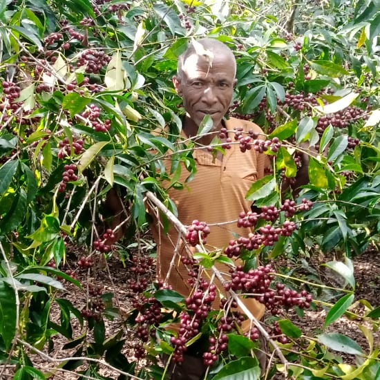 Mr. Mengeche Derso among ripe coffee cherries on his farm in Gedeo Zone, Yirgacheffe, Ethiopia