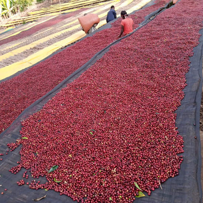 Whole coffee cherries drying on raised beds for a natural process, Yirgacheffe, Ethiopia
