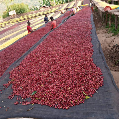 Workers turning natural process coffee cherries on raised drying beds, Yirgacheffe, Ethiopia