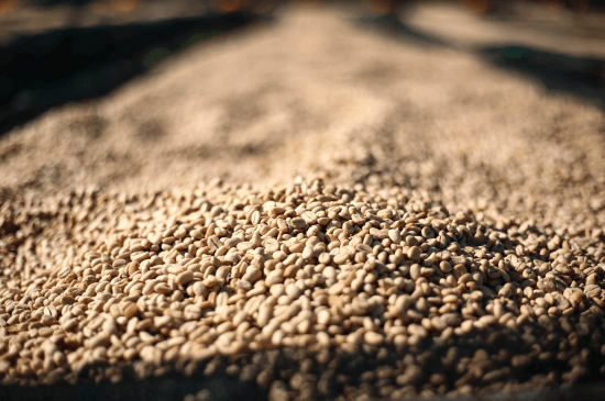 Washed green coffee beans from Mr. Tadese Teko, Yirgacheffe, Ethiopia