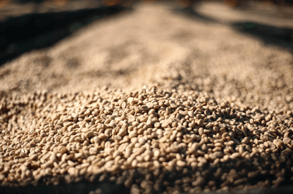 Washed green coffee beans from Mr. Tadese Teko, Yirgacheffe, Ethiopia