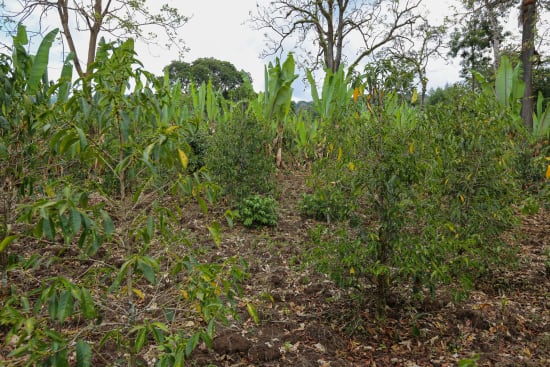 Coffee trees growing under shade in the Gedeb district of Yirgacheffe, Ethiopia
