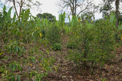 Coffee trees growing under shade in the Gedeb district of Yirgacheffe, Ethiopia