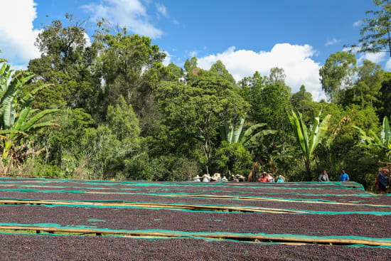 Washed coffee drying on raised beds in Yirgacheffe, Gedeo Zone, Ethiopia