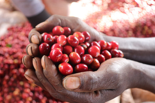 Coffee cherries being sorted at Wamuguma Coffee Factory, Kiambu, Kenya