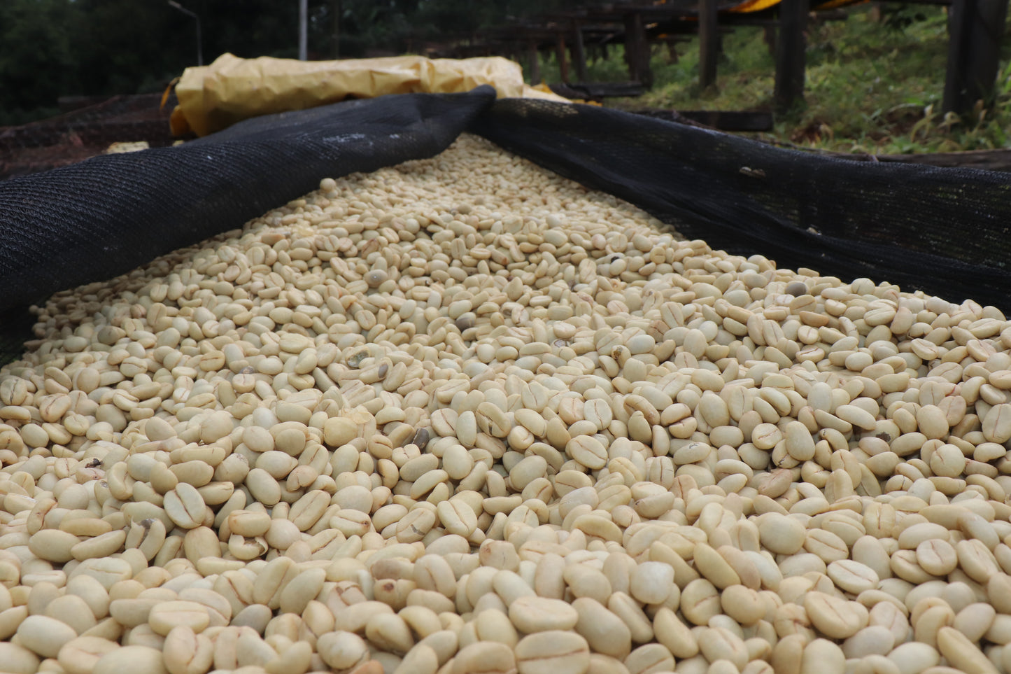 Wamuguma Kenya PB coffee processing