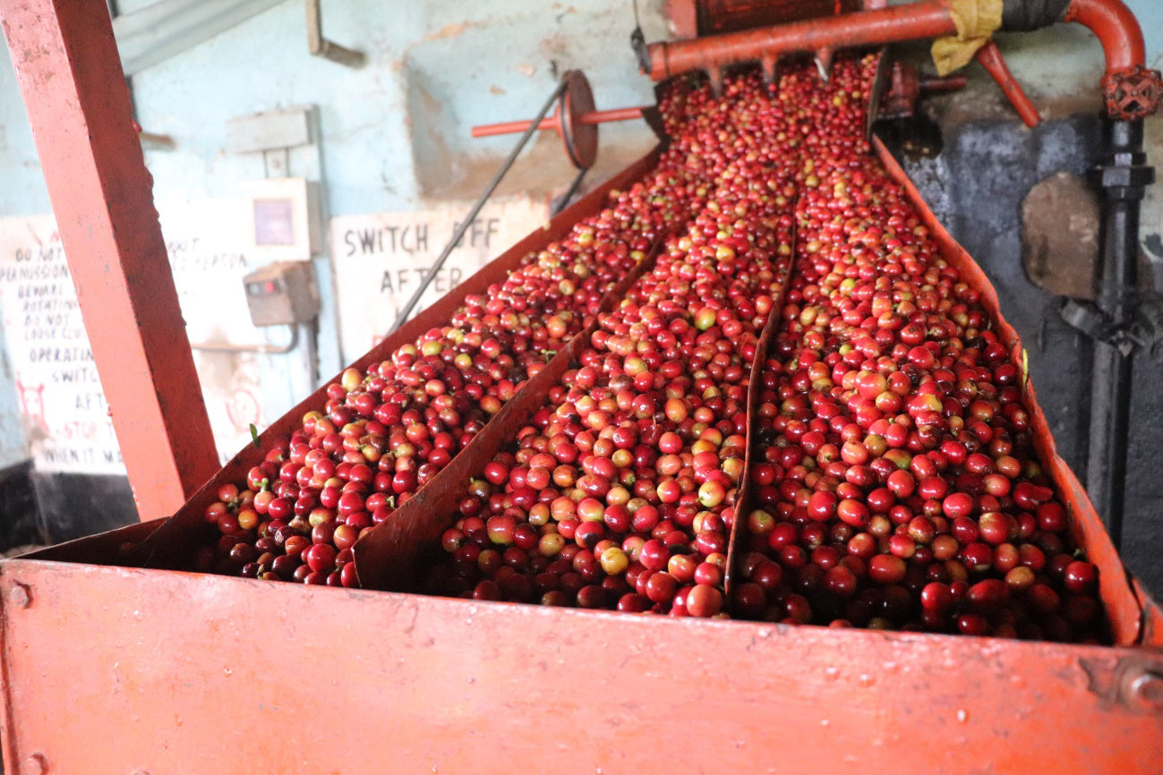 Wamuguma Kenya PB Kiambu