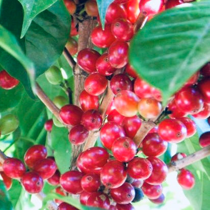 Ballarat Single Origin coffee cherrie on green plant